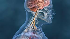 Therapies to Reset Your Whole Body Nervous System - Advanced  Musculoskeletal Medicine Consultants, Inc.