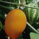 Image result for Trochomeria macrocarpa