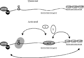 Scp explained (a wikidot by scp admins). Regulation Of A1 I Collagen Messenger Rna Decay By Interactions With Acp At The 3 Untranslated Region Journal Of Biological Chemistry