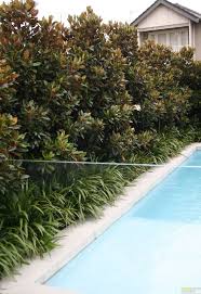 There are many reasons why arborvitae is among the most popular plants for a living privacy fence. What To Plant Along A Fence