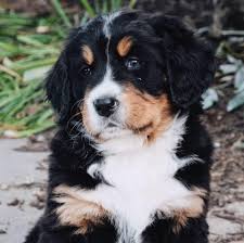 Check out these funny bernese mountain puppies in this compilation of cute bernese mountain puppy videos. Miller S Bernese Mountain Dogs Aurora Ne 2021