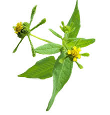 Image result for Sigesbeckia orientalis