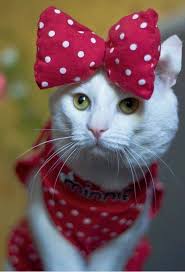 شوف صور جديده صوره قطه كيوت cat costumes cats crazy cats