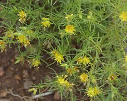 Image result for Vahlia