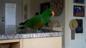 As with many parrot species, the average cost of parrotlets. The Active Eclectus Parrot Is A Wonderful Companion