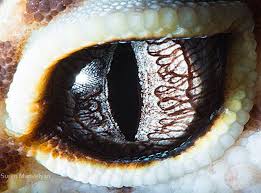 Can You Guess The Owner New Macro Photos Of Animal Eyes From Suren Manvelyan Reptile Eye Eye Close Up Eye Photography