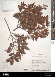 Image result for Garcinia kingaensis