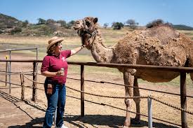 The oasis camel dairy does not have normal operating hours. Oasis Camel Dairy San Diego Home Garden Lifestyles