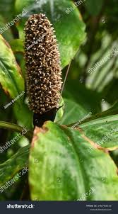 Image result for Commelina schweinfurthii