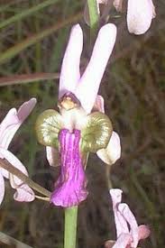 Image result for Eulophia livingstoneana