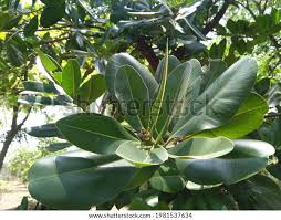 Image result for Calophyllum inophyllum