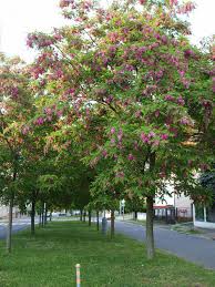 Image result for Robinia