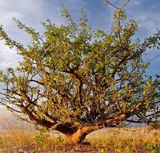 Image result for Commiphora