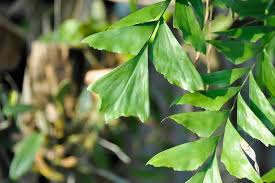 Image result for Caryota