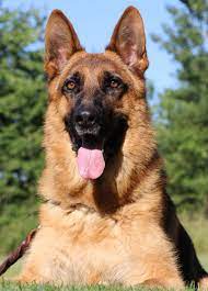 Full Trained Adults German Shepherd Dogs Guard Dog Training German Shepherd Puppies