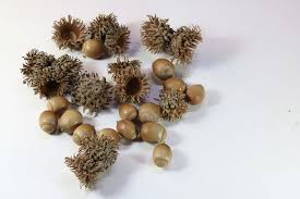 Image result for Pavetta troupinii