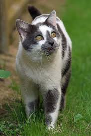 Bird Safe Cat Collar Canada An Eye For The Birds By Buggers1962 Beautiful Cats Pretty Cats Cute Cats
