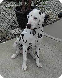 Gardena Ca Dalmatian Meet Ricky A Dog For Adoption Http Www Adoptapet Com Pet 14862680 Gardena California Dalmatian Dog Adoption Pets Dalmatian Dogs