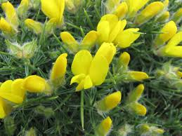 Image result for Vepris drummondii