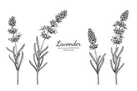 Maybe you would like to learn more about one of these? Lavender Flower And Leaf Hand Drawn Botanical Illustration With Line Art 2294769 Vector Art At Vecteezy