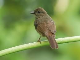 Image result for Cleistochlamys