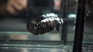 But i've never heard about it on a. Betta Fish Big One Female Black Samurai Halfmoon Plakat Hmpk 90 Youtube
