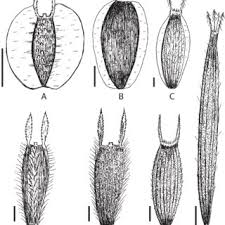 Image result for Bidens burundiensis