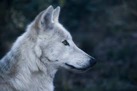 We wanted to build homes — homes that bring our families together, better our communities and benefit the neighborhoods they're constructed in. What Dreams About Wolves Mean And Symbolize Guy Counseling