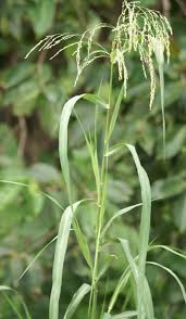 Image result for Panicum subalbidum