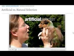 Natural Vs Artificial Selection Nature The Selection Natural Selection