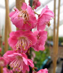 We're very happy to have coupon code submitted by customers. Flowering Plum Trees For Sale Burnt Ridge Nursery Buy Ume Plum Trees Online Umeboshi