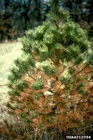 Water the tree generously and keep the surrounding soil moist. Dead Needles On Pine Trees Reasons For Dead Needles On Lower Pine Branches