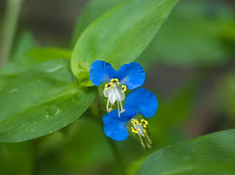 Image result for Commelina petersii