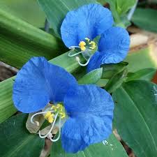 Image result for Commelina aspera