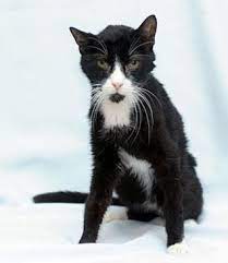 Don T Let Your Senior Cat Become A Skinny Old Kitty