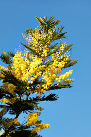 Image result for Mimosa 1989 Tracer