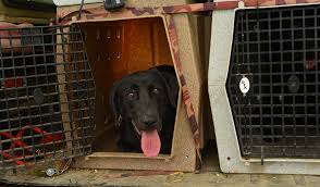 Macy gets so excited when i say we are going to daycare because she loves it there. 5 Best Duck Dog Kennels