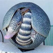Armadillo Rolled Up Animales Raros Mulita Animal Animales Exoticos