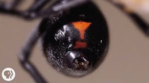 The spiders spin large webs in which females suspend a cocoon with hundreds of eggs. Why The Male Black Widow Spider Is A Real Home Wrecker Kqed