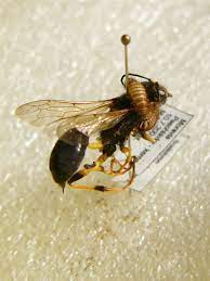 Along with list of similar terms on definitionmeaning.com. Pest Organism Wikipedia