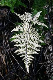 Image result for Aleuritopteris