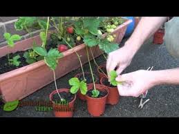Planting Strawberries Is So Simple Those Plants Are Super Hardy And Grow Very Fast This Is A Pic Strawberry Plant Runners Strawberry Plants Strawberry Garden