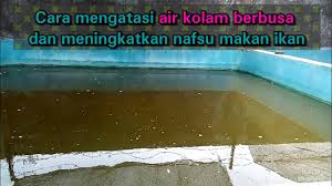 Air Kolam Berbusa Cara Mengatasi Air Kolam Gurame Yang Berbusa Youtube