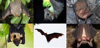 bat species bat facts and information