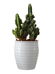 Fairy castle cactus requires a lot of space for their roots. Cereus Fairy Castle Cactus Plant In White Ceramic Pot Plants Online India Rollingnature