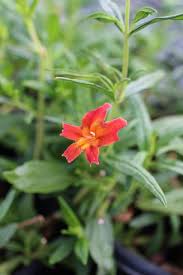 Image result for Mimulopsis