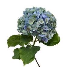 When delivering flowers to miami, we know it's important for your order to arrive on time. Berkeley Florist Supply Bfsmiami Profile Pinterest