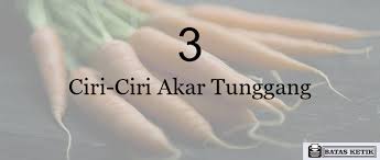 Jika umbi akar ditanam bersama dengan pangkal batangnya, maka pada pangkal batang itu akan tumbuh tunas. Ciri Ciri Umbi Akar Ciri Ciri Umbi Akar Perkembangbiakan Pada Tumbuhan Umbi Akar Adalah Tanaman Umbi Yang Menggunakan Akar Sebagai Tempat Menyimpan Cadangan Makanan Sometimesthingsjustdisappear