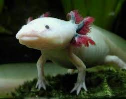 See The Video Of A Strange Fish Who Has Legs And He Can Walk Axolotl Fish Pet Fish