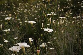 Image result for Dicliptera clinopodia